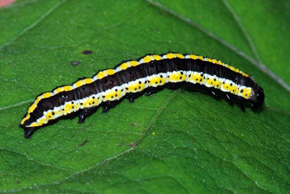 Bruco da id. - Cucullia lucifuga